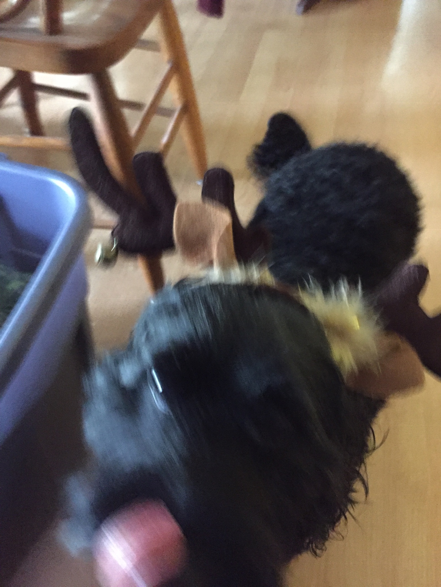 blurry photo of black dog with reindeer antlers on her head, licking her own nose