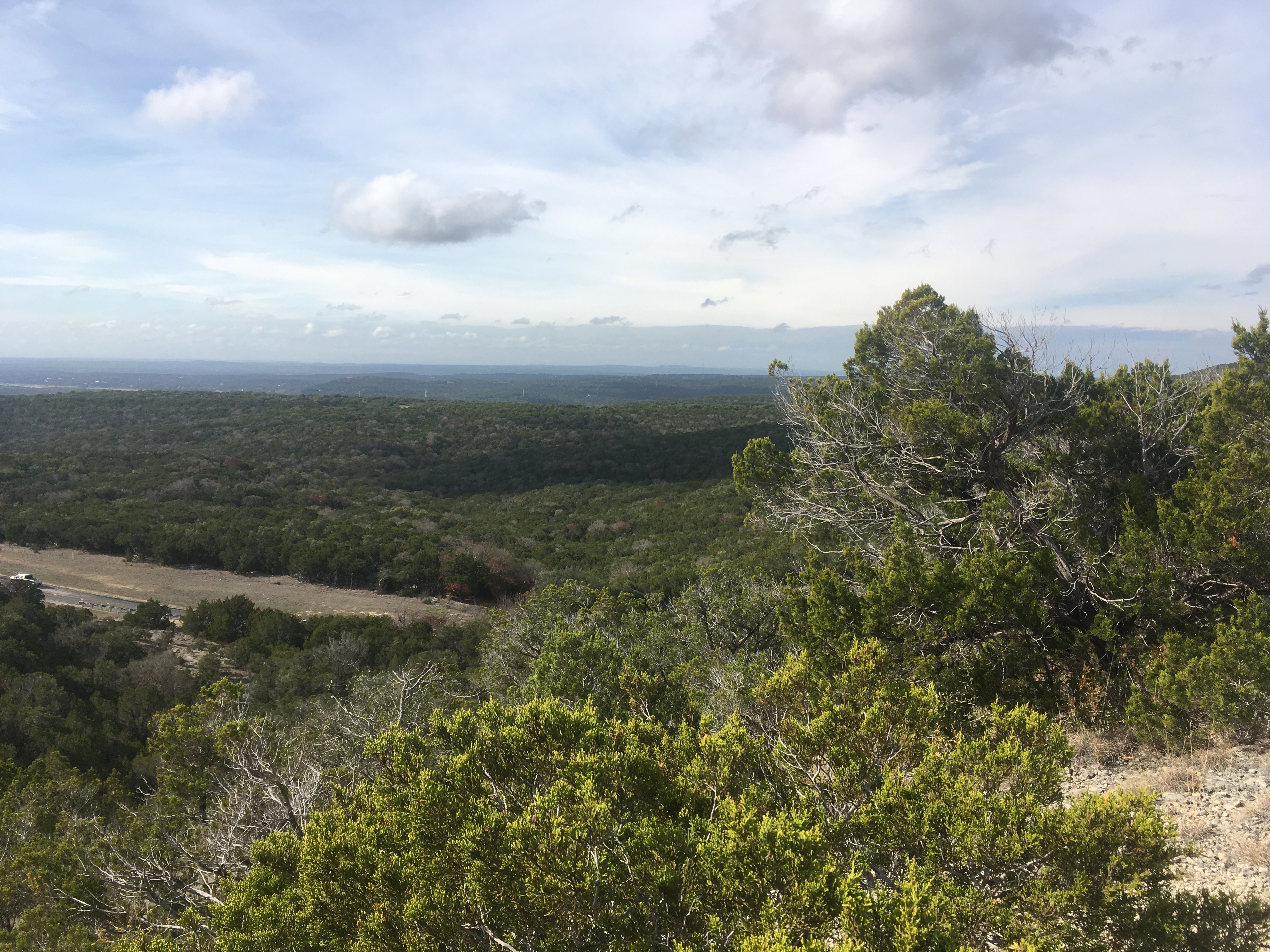 valley of canyon filled with juniper cypress trees with a bit of shrubbery in the foreground