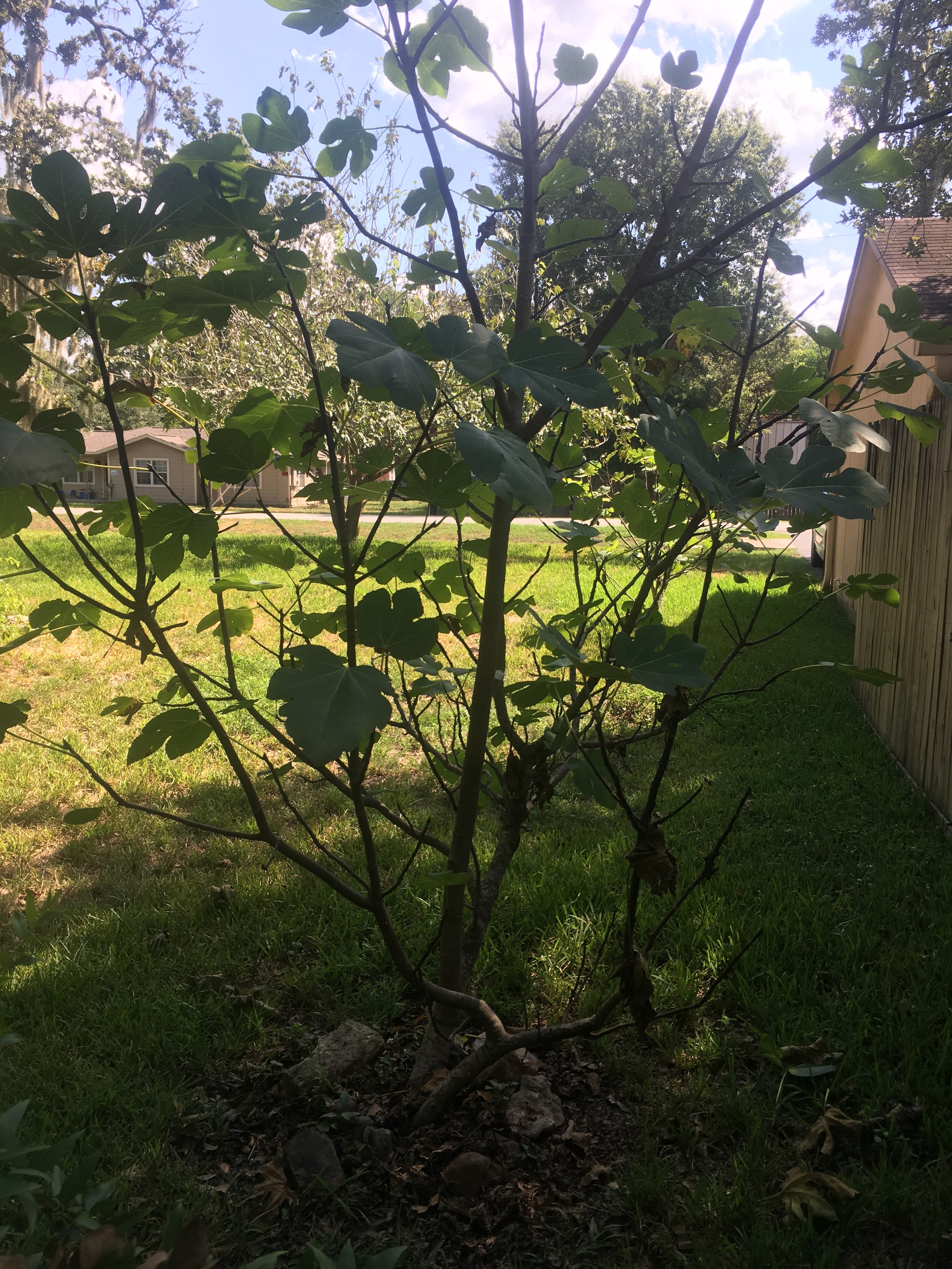 pic of fig tree at parent's house Sept 9th, 2019