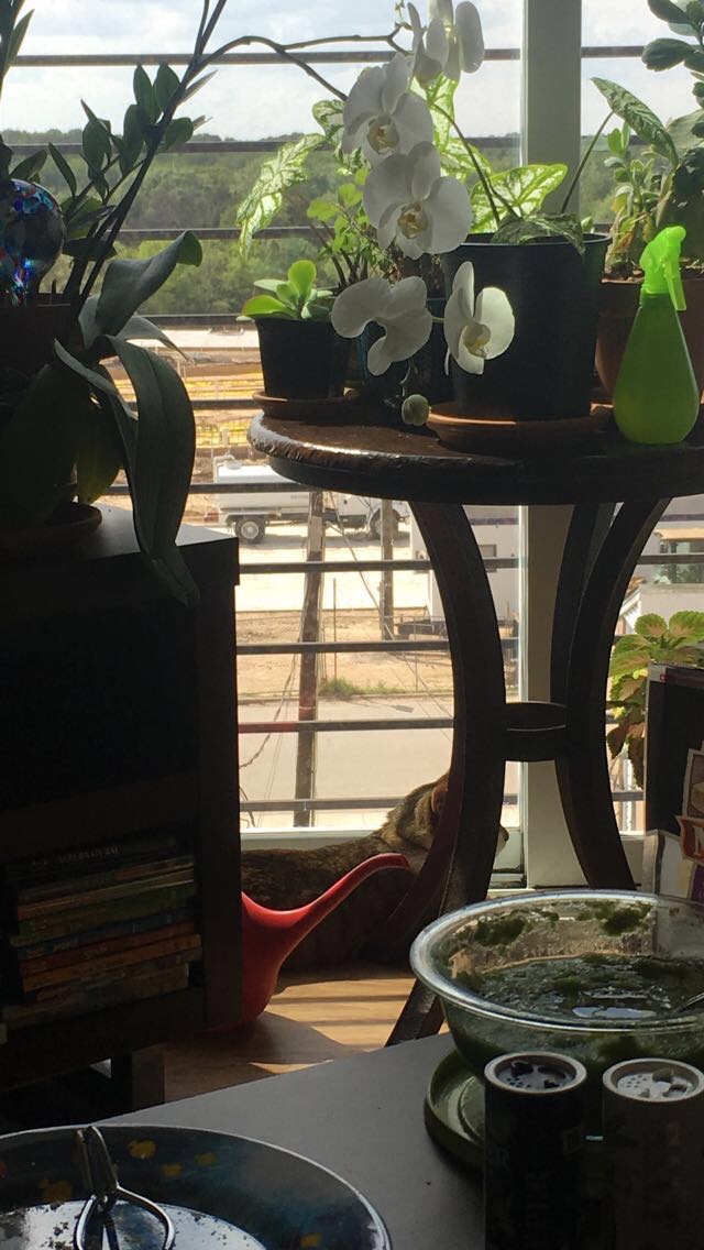 milo the cat sunbathes in the window, with lots of plants around him