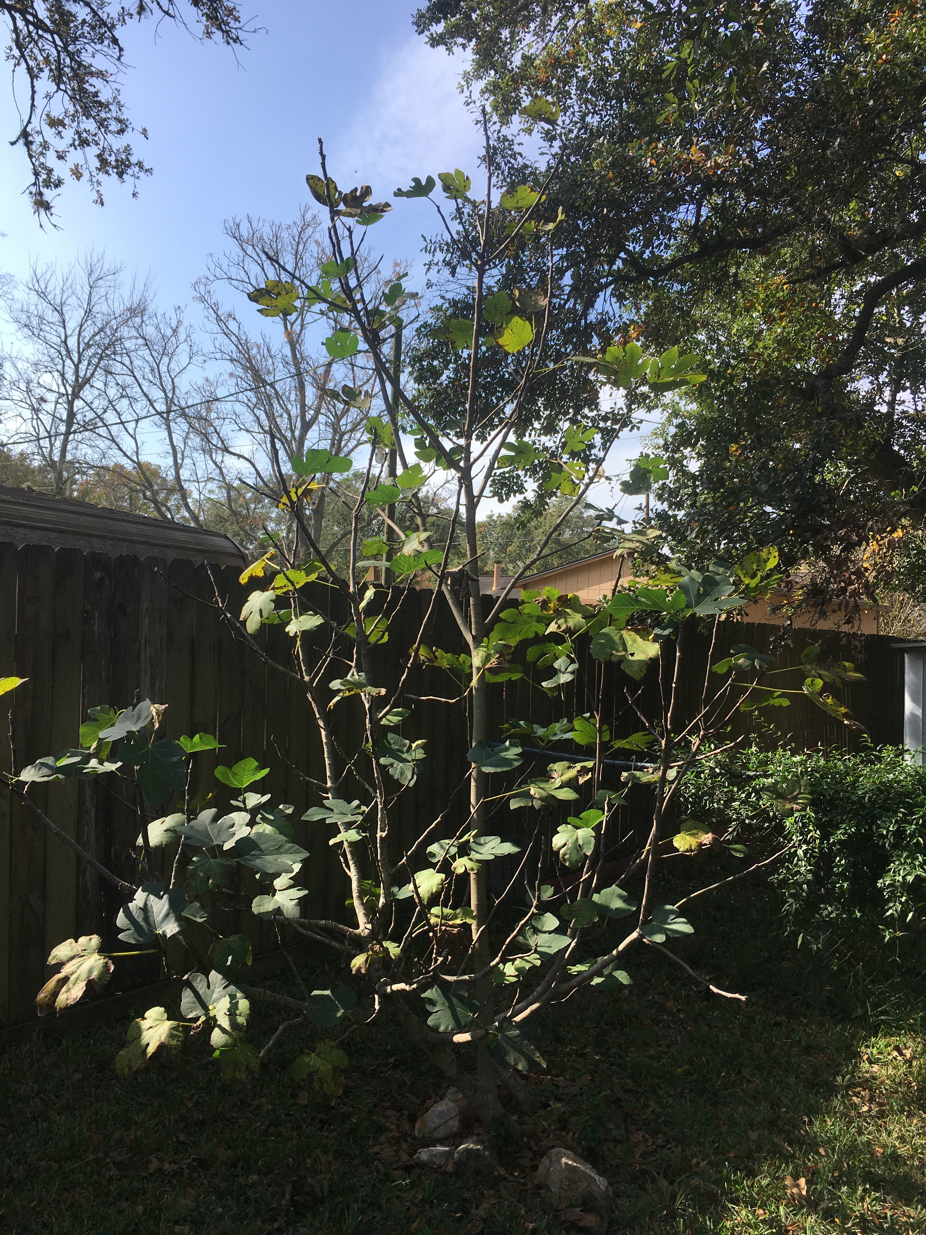 pic of the large fig tree at parent's house November 27th, 2019