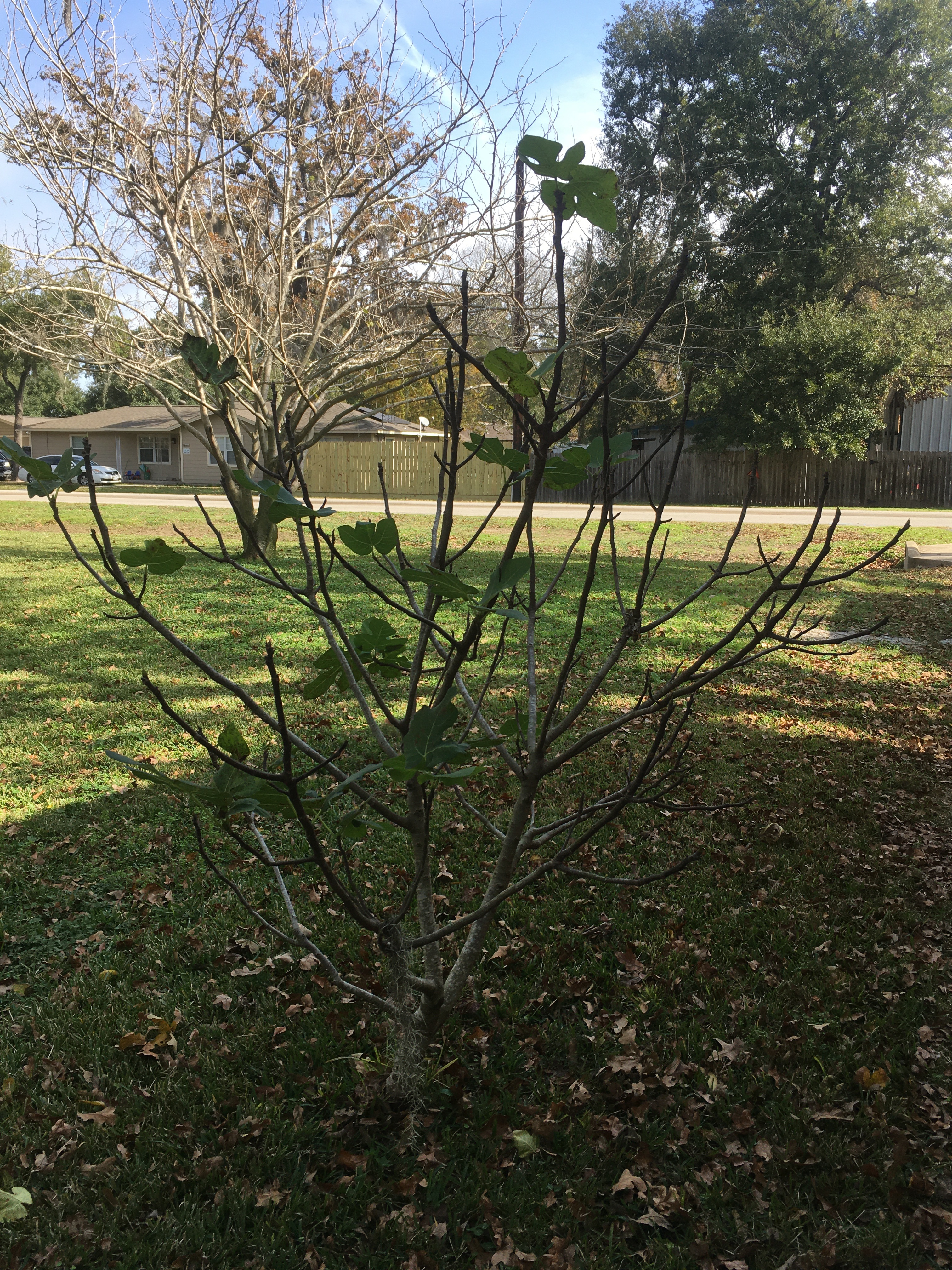 small fig tree at parent's house on November 27th, 2019
